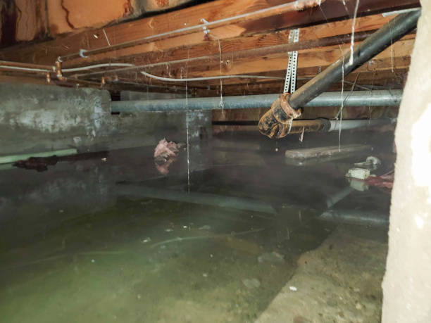 Best Local water damage restoration  in Julesburg, CO